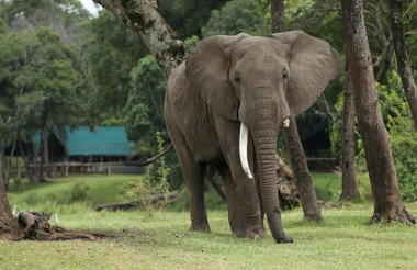 Blossom the elephant